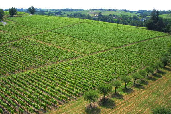 Vin de Loupiac